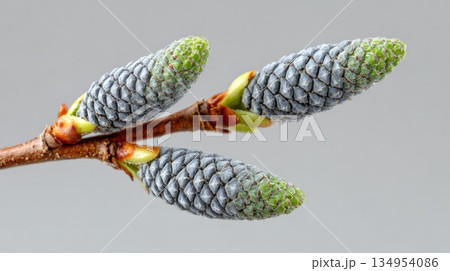 Macro View of Frosted Pine Buds on Branch Against Neutral Background Macro View of Frosted Pine Buds on Branch Against Neutral Background 134954086