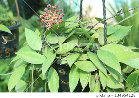 Hoya carnosa leaf plant on hanging pot in farm 134954129