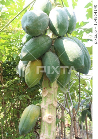 ripe papaya on tree in farm 134954140