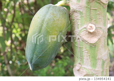 ripe papaya on tree in farm 134954141