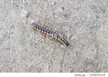 yellow-spotted millipede on field yellow-spotted millipede on field 134954143