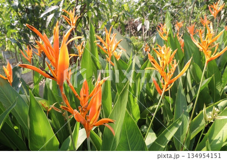 Heliconia Variegated flower plant on nursery 134954151