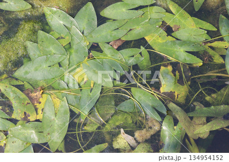 Nuphar japonica plant on water 134954152