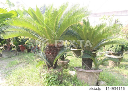 Licuala grandis plant on nursery Licuala grandis plant on nursery 134954156