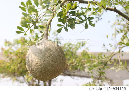 Wood-apple on tree in farm 134954166
