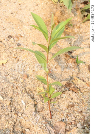 Syzygium polyanthum or Java Plum fruit plant 134954172