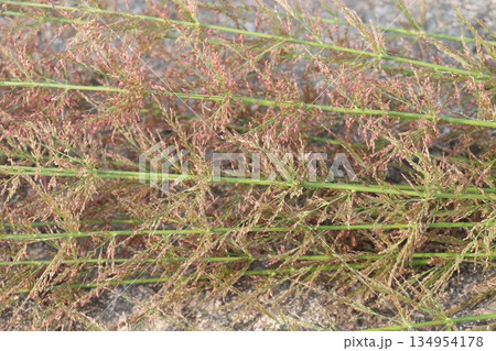 Agrostis stolonifera grass and flower plant Agrostis stolonifera grass and flower plant 134954178
