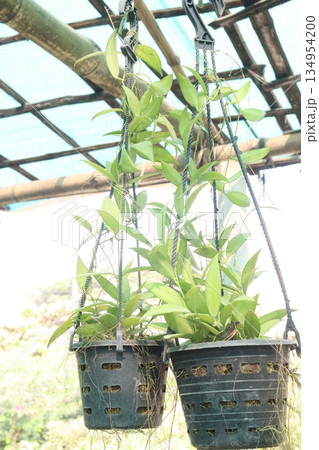 Hoya carnosa leaf plant on hanging pot in farm Hoya carnosa leaf plant on hanging pot in farm 134954200