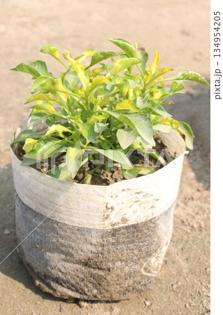 Alternanthera Neon leaf plant on bag Alternanthera Neon leaf plant on bag 134954205