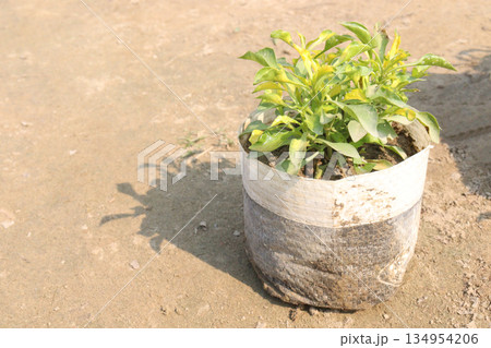 Alternanthera Neon leaf plant on bag 134954206
