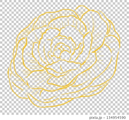Yellow line drawing of peony leaves Yellow line drawing of peony leaves 134954590