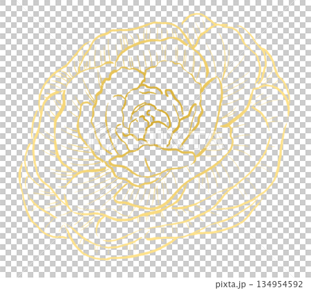 Yellow line drawing of peony leaves Yellow line drawing of peony leaves 134954592