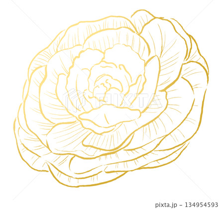 黄色の線画で描かれた葉牡丹 黄色の線画で描かれた葉牡丹 134954593