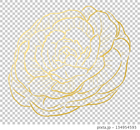 黄色の線画で描かれた葉牡丹 黄色の線画で描かれた葉牡丹 134954593