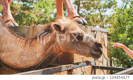 Camel eating grass from hand in zoo Camel eating grass from hand in zoo 134954877
