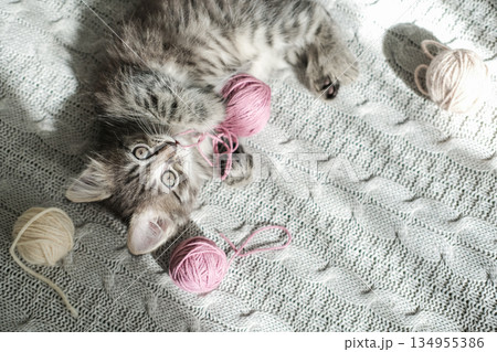 Fluffy tabby kitten on knitted blanket plays with balls of yarn Fluffy tabby kitten on knitted blanket plays with balls of yarn 134955386