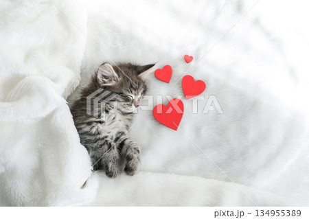 Adorable tabby kitten sleeps peacefully on soft white blanket beside three red hearts, symbolizing love and warmth Adorable tabby kitten sleeps peacefully on soft white blanket beside three red hearts, symbolizing love and warmth 134955389