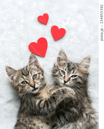 Two adorable tabby kittens lie cuddled together on soft white blanket with three red hearts above them symbolizing love and affection Two adorable tabby kittens lie cuddled together on soft white blanket with three red hearts above them symbolizing love and affection 134955392