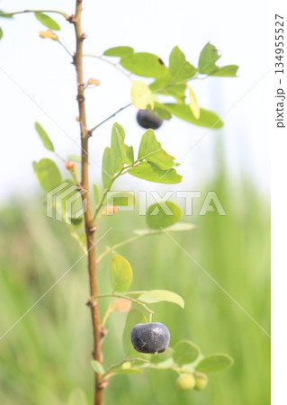 Phyllanthus reticulatus medicinal plant on forest 134955527