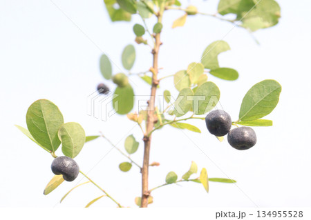 Phyllanthus reticulatus medicinal plant on forest Phyllanthus reticulatus medicinal plant on forest 134955528