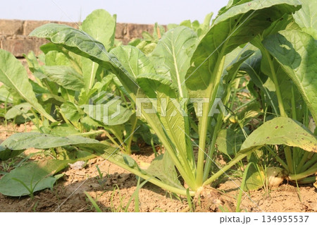 radish farm on field for harvest radish farm on field for harvest 134955537