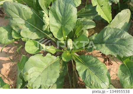 radish farm on field for harvest 134955538