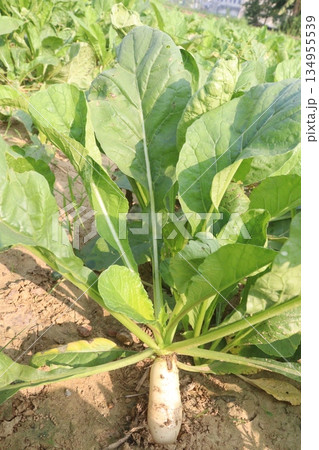 radish farm on field for harvest radish farm on field for harvest 134955539