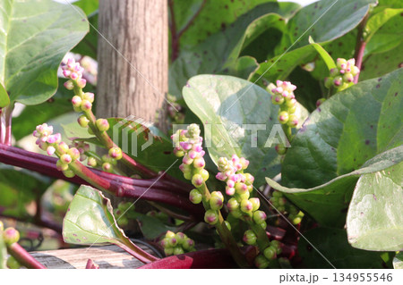 Malabar spinach on farm for harvesting Malabar spinach on farm for harvesting 134955546