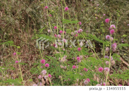 Shameplant medicinal plant on forest Shameplant medicinal plant on forest 134955555