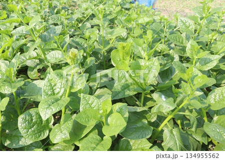 Malabar spinach on farm for harvesting Malabar spinach on farm for harvesting 134955562