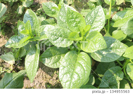 Malabar spinach on farm for harvesting 134955563