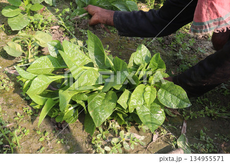 Malabar spinach on farm for harvesting 134955571