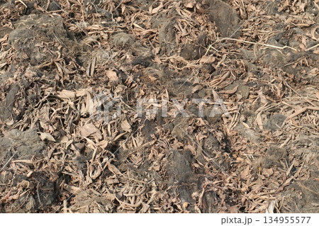 dried water hyacinth on field for fertilizer 134955577