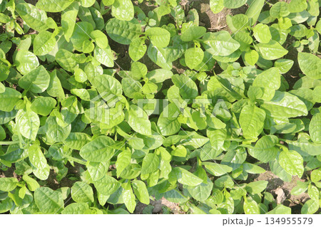 Malabar spinach on farm for harvesting Malabar spinach on farm for harvesting 134955579