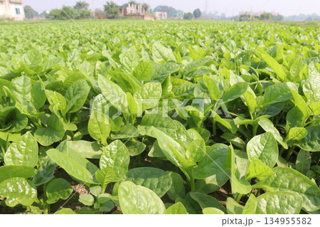 Malabar spinach on farm for harvesting 134955582