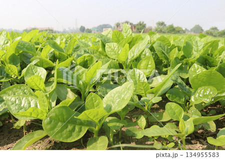 Malabar spinach on farm for harvesting Malabar spinach on farm for harvesting 134955583