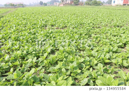 Malabar spinach on farm for harvesting Malabar spinach on farm for harvesting 134955584