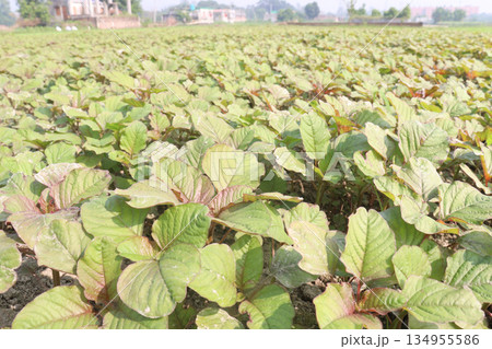 green amaranth farm on field green amaranth farm on field 134955586