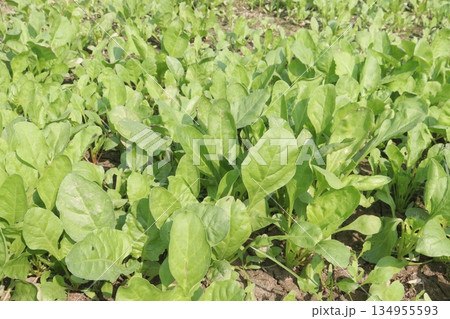 Palak Spinach plant in the field 134955593