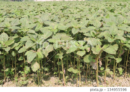 green amaranth farm on field 134955596
