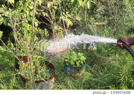 Water Spray on tree plant Water Spray on tree plant 134955606