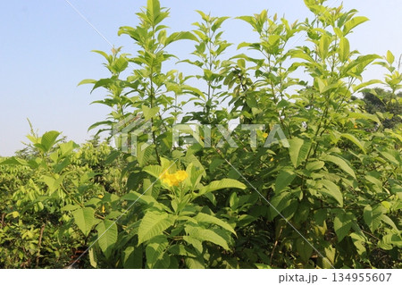 Yellow elder flower plant on farm 134955607