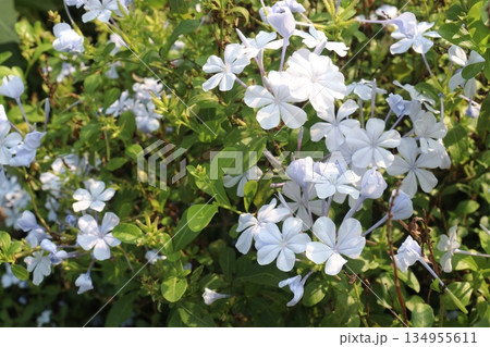 plumbago auriculata flower plant on nursery 134955611