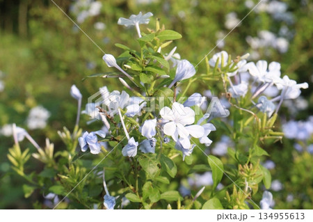 plumbago auriculata flower plant on nursery plumbago auriculata flower plant on nursery 134955613