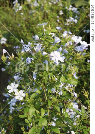 plumbago auriculata flower plant on nursery 134955614