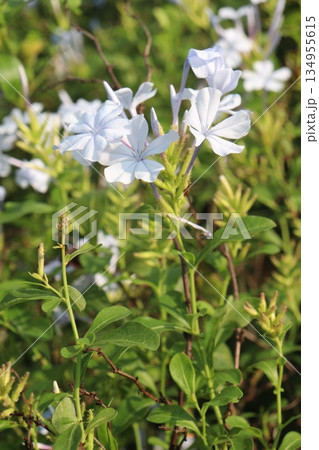 plumbago auriculata flower plant on nursery plumbago auriculata flower plant on nursery 134955615