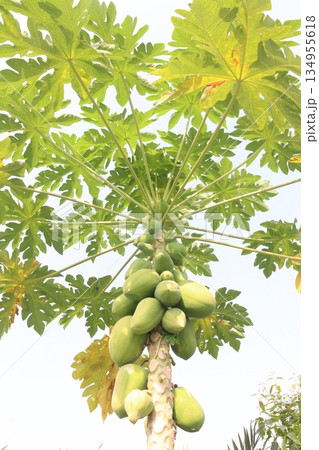 raw papaya on tree in farm 134955618