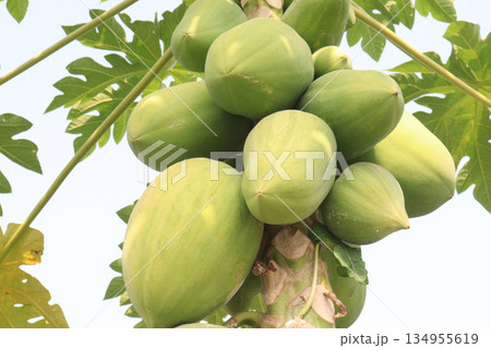 raw papaya on tree in farm raw papaya on tree in farm 134955619