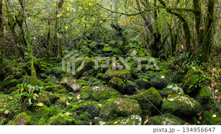 Fabulous forest panoramic view. Georgian nature. Fabulous forest panoramic view. Georgian nature. 134956647