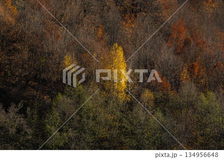 A forest with trees in various shades of green and yellow A forest with trees in various shades of green and yellow 134956648